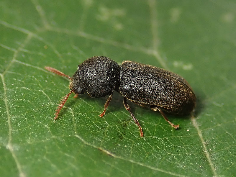 da identificare: Bostrichidae ? No, Anobiidae: Ptilinus fuscus, femmina